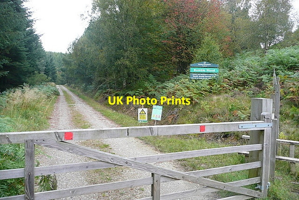 Photo 6"x4" Entrance to Wheeldale Plantation Collier Gill c2011