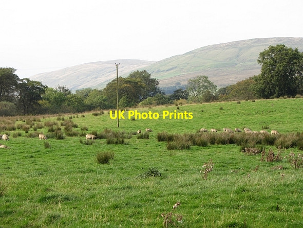 Photo 6"x4" Sheep pasture off Whin Loan Queenzieburn c2011