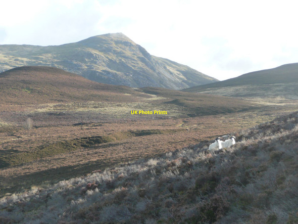 Photo 6"x4" Curious sheep on northern slopes of Meall Uaine Killiecrankie c2011