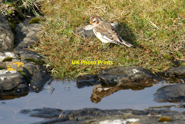Photo 6"x4" Snow Bunting (Plectrophenax nivalis), Spoo Ness, Westing Westing\/HP5705 c2011