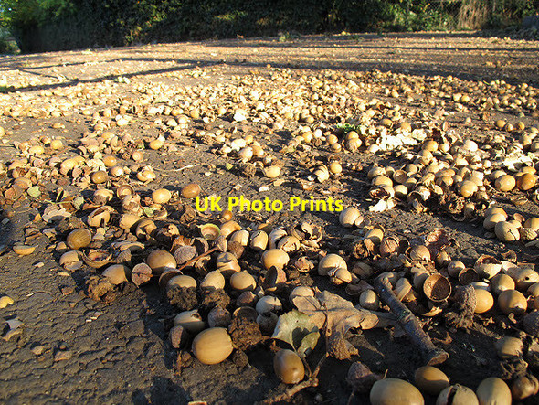 Photo 6"x4" Fallen acorns Eltham c2011