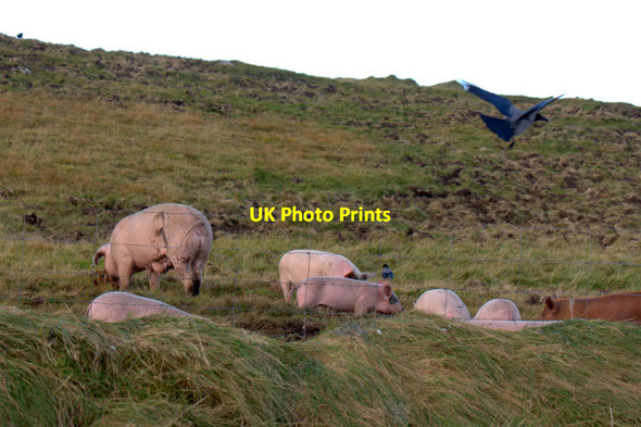 Photo 6"x4" Pigs near Alma, Baltasound Baliasta\/HP6009 c2011