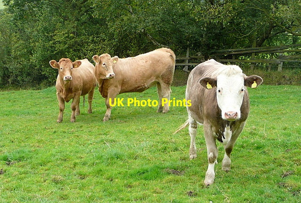 Photo 6"x4" Cattle at Rosedale Abbey Rosedale Abbey c2011