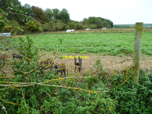 Photo 6"x4" Wild boar at Turrill Hill Farm Laverstoke c2011