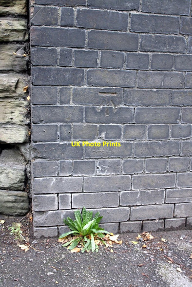 Photo 6"x4" Benchmark on dismantled railway bridge, Works Road Staveley\/SK4374 c2011