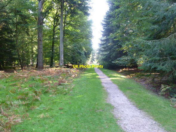 Photo 6"x4" Blackwater, forestry track North Weirs c2011