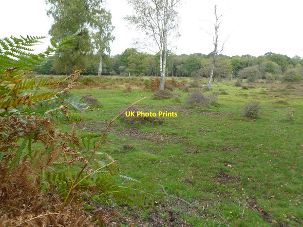 Photo 6"x4" Brinken Wood, heathland Bank\/SU2807 c2011