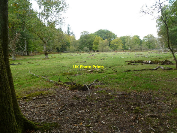 Photo 6"x4" Brinken Wood, clearing Bank\/SU2807 c2011