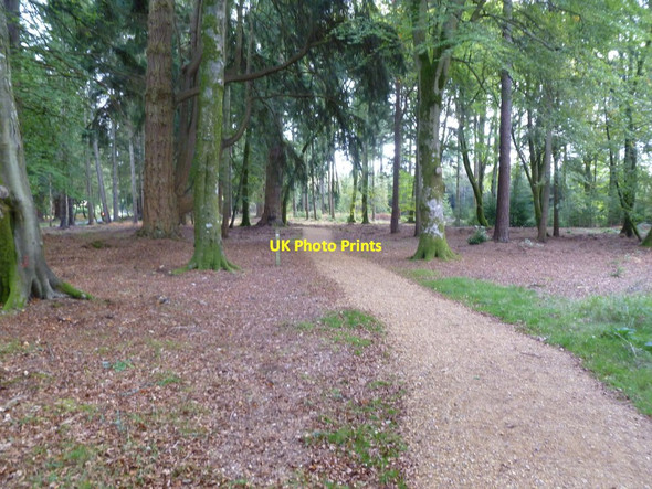 Photo 6"x4" Brock Hill, woodland walk Bank\/SU2807 c2011