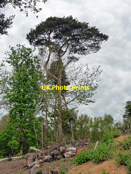 Photo 6"x4" Scots pine, Dorking Dorking c2011