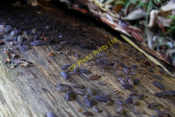 Photo 6"x4" Louse City Kings Clipstone c2007