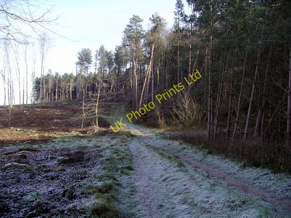 Photo 6"x4" Frosty morning, Sherwood Pines Kings Clipstone c2007
