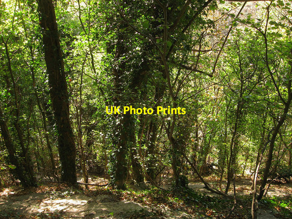 Photo 6"x4" Swale Bank West Beddingham c2011