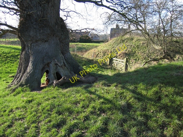 Photo 6"x4" Ancient Oak by Blob Hill, Aldford Aldford c2007