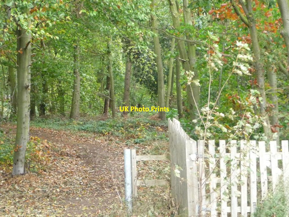 Photo 6"x4" Well-used path into Barnby Fox Covert Barnby Moor c2011