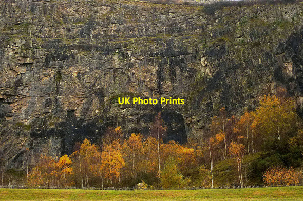 Photo 6"x4" Autumnal birches at Warton Main Quarry Carnforth c2011