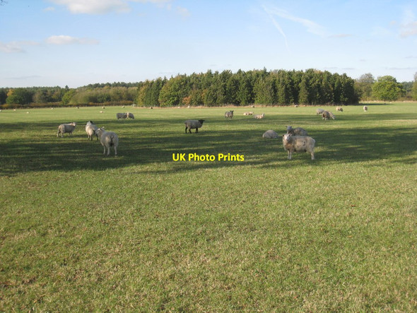 Photo 6"x4" Sheep grazing near Stapleford Grange Stapleford\/SK8857 c2011