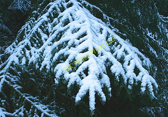 Photo 6"x4" Snow on Branches Fochabers c2007