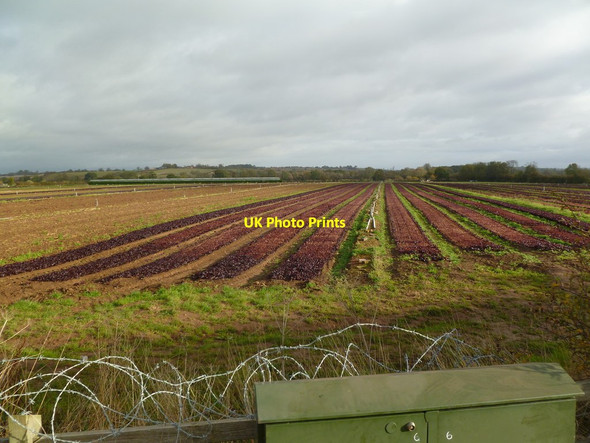 Photo 6"x4" Radford Semele, crop field Ufton c2011
