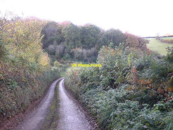 Photo 6"x4" Oak Lane Rodhuish c2011