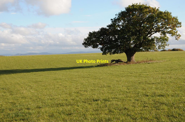 Photo 6"x4" Oak tree on Heath Hill Holdfast\/SO8537 c2011
