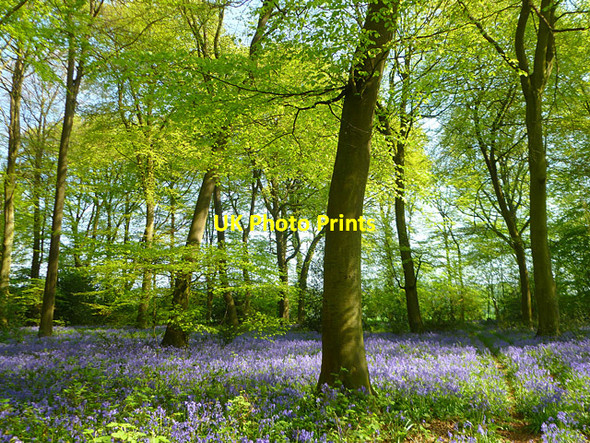 Photo 6"x4" Portobello Wood, Aldworth Ashampstead Green c2011