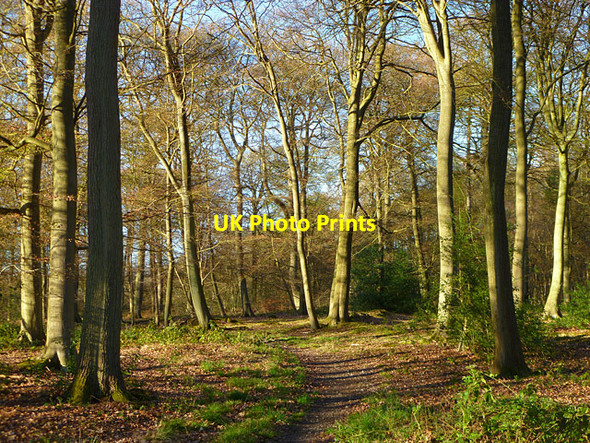 Photo 6"x4" Woodland, Woodcote Exlade Street c2011