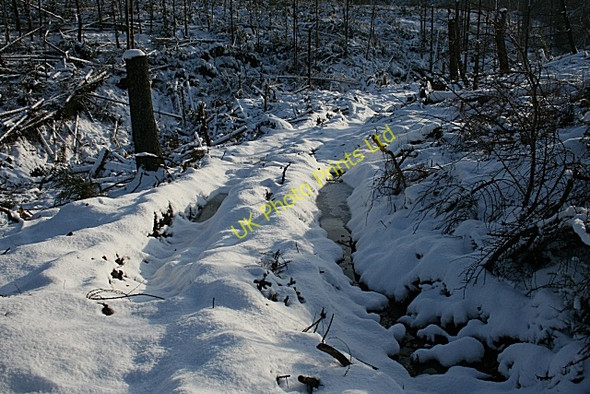 Photo 6"x4" Forest Track Maggieknockater c2007