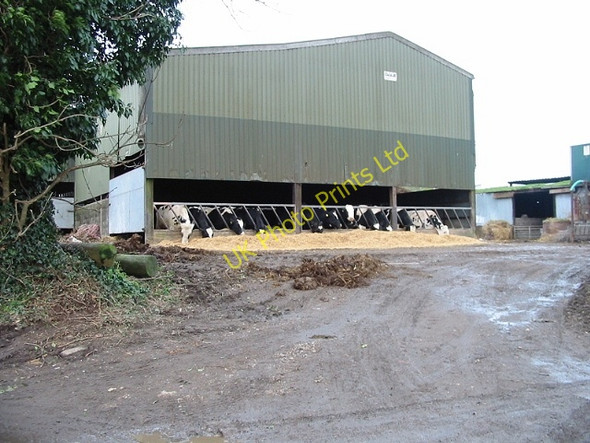 Photo 6"x4" Feeding time at Guston Court Farm Guston c2007