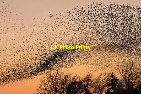 Photo 6"x4" A murmuration of starlings at Gretna Gretna Green c2011
