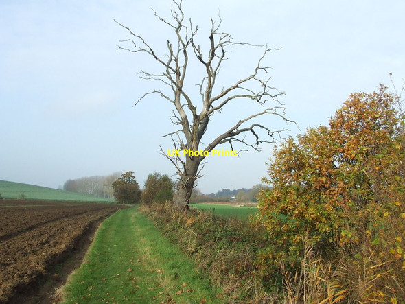 Photo 6"x4" Dead Tree Stanstead c2011
