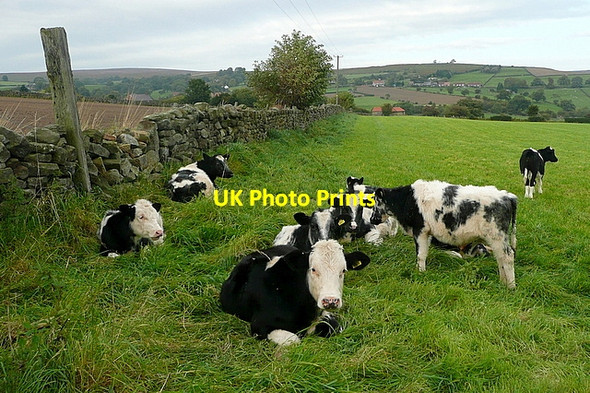 Photo 6"x4" Cattle at Parsonage Farm Ainthorpe c2011