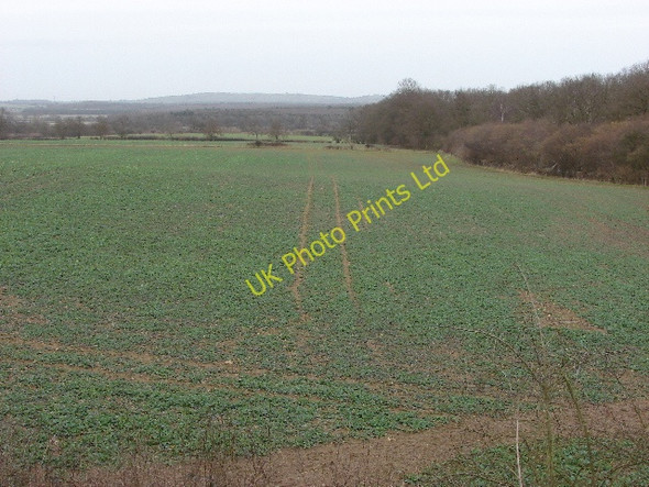 Photo 6"x4" Brassica by Holton Wood Forest Hill\/SP5807 c2007