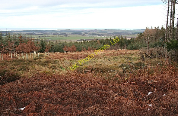 Photo 6"x4" Monaughty Wood Torrieston c2007