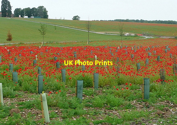 Photo 6"x4" Poppies at Ewhurst House Ramsdell c2011