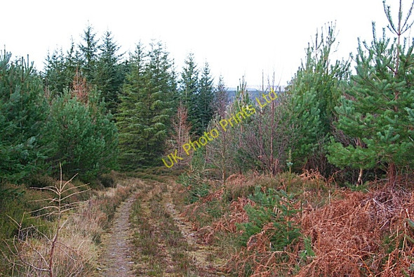 Photo 6"x4" Monaughty Wood Torrieston c2007