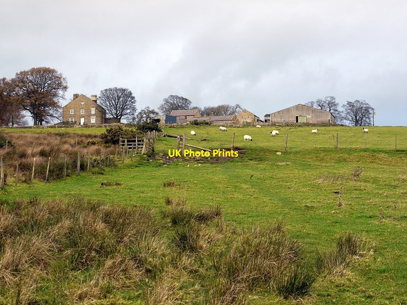 Photo 6"x4" Portgate from the south Halton\/NY9967 c2011