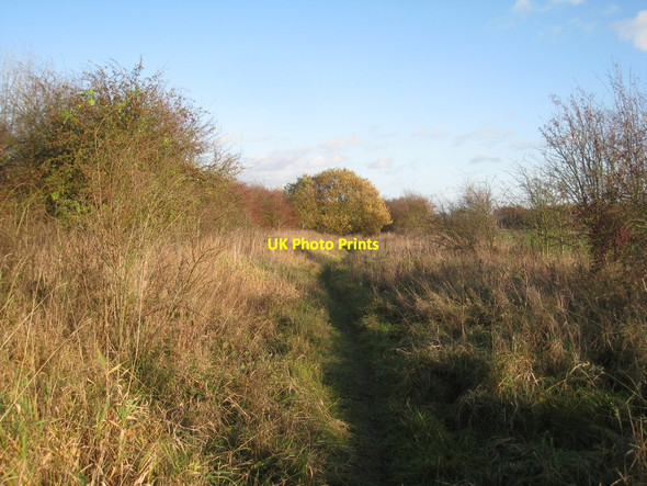 Photo 6"x4" The path leading to the Humberhead Peatlands National Nature Reserve Moorends c2011 P2