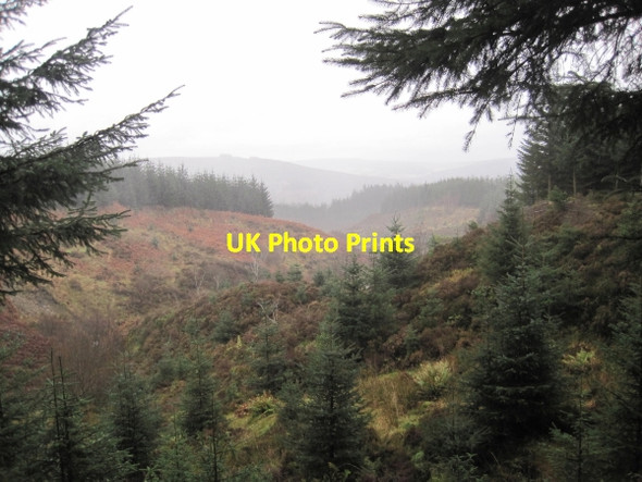 Photo 6"x4" Cat Cleugh, Bewshaugh Kielder c2011