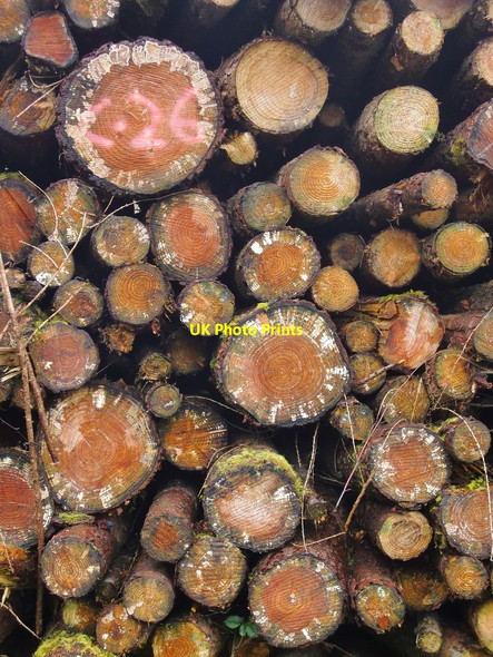 Photo 6"x4" Stacked timber Didling c2011