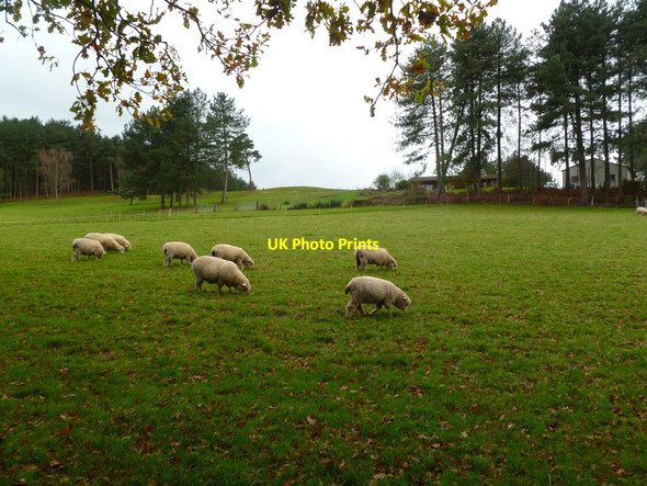 Photo 6"x4" Whitmore, sheep grazing Woodlands Common c2011