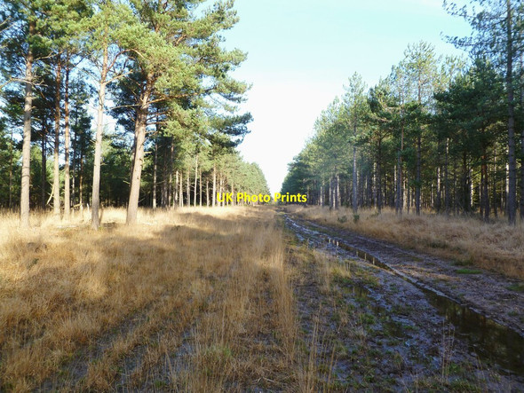 Photo 6"x4" North Ripley, forestry track North Ripley c2011