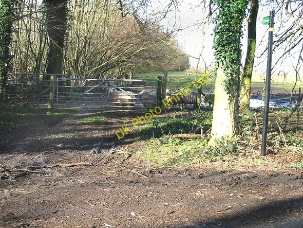 Photo 6"x4" Gate and footpath through sheep field Upper Hardres Court c2007