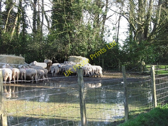 Photo 6"x4" Feeding time for the sheep Upper Hardres Court c2007