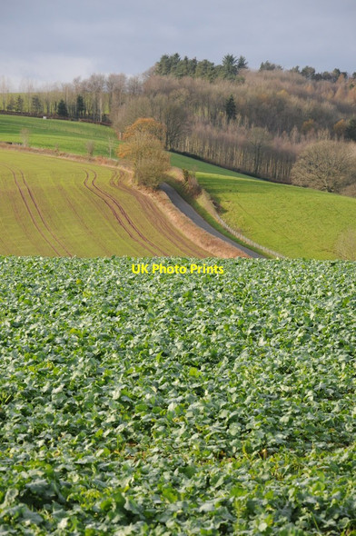 Photo 6"x4" Country road to Cobbler's Plain New Inn\/SO4800 c2011