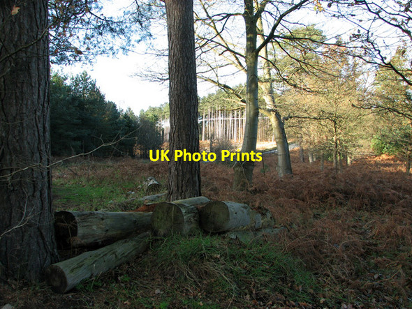 Photo 6"x4" Logs beside the B1107 road from Thetford to Brandon Santon Downham c2011