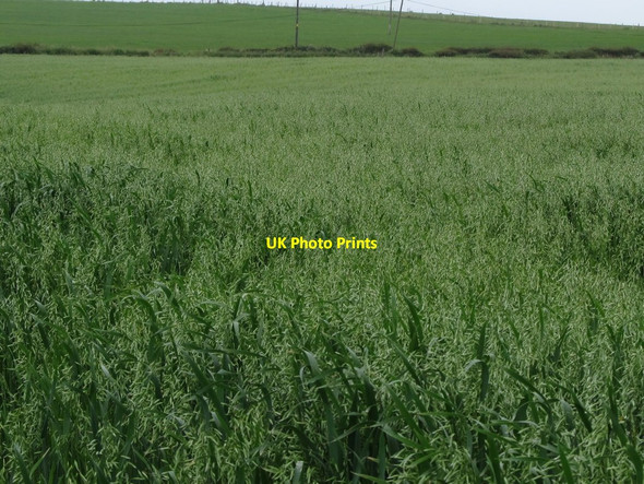 Photo 6"x4" Grainfield east of the Point Road Killough c2011