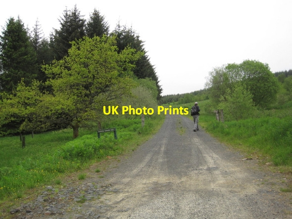 Photo 6"x4" Forest Track near Kittyhirst Kielder c2011