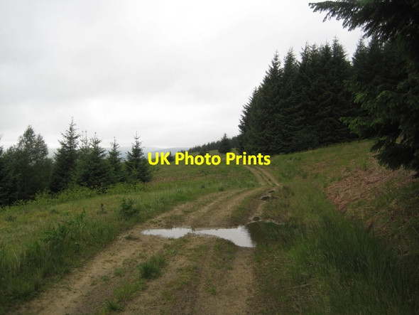 Photo 6"x4" Forest Track, Deadwater Deadwater Burn c2011