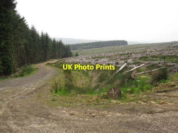 Photo 6"x4" Forest Track and Felled Trees Deadwater Burn c2011